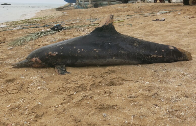 Examination of the Stranded Dolphin Carcass on the Beach of Ziarat-Parsian, Hormozgan province