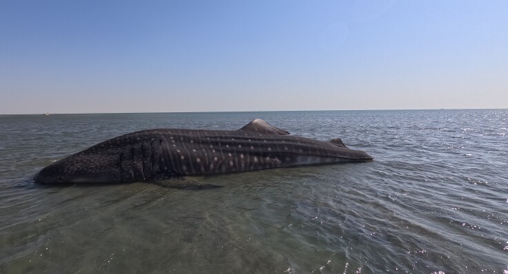 Whale Shark Carcass Found in Tiyab Estuary