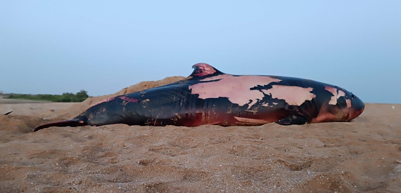 Dwarf Sperm Whale Stranding on Naqasheh village, Qeshm Island